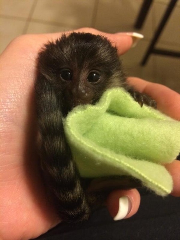 Baby marmoset monkeys for adoption
