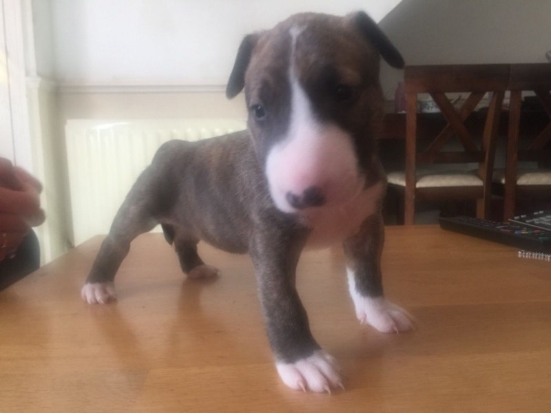 English Bull Terrier Puppies text (201) 623-3611